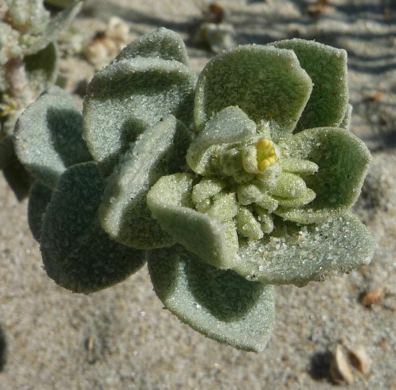 High Resolution Atriplex leucophylla Flower